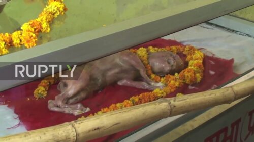 India: Dead calf with 'human-like' features worshipped as Hindu god