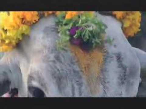 NATURE "Holy Cow" | Hinduism's Sacred Animal | PBS