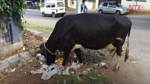 Vacas abandonadas en la India, paradoja de dogma sagrado y realidad