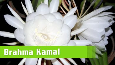 Brahma Kamal | Mythical Devotional | Gods Created Flower