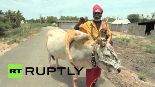 India: Watch this five-legged holy cow bless the Hindu faithful