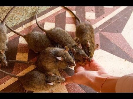 Rat is holy here! The Temple of Rats in India