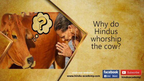 Why do Hindus worship the cow?