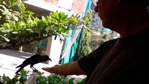 Significance Of Feeding Crows | Hindu beliefs about crows