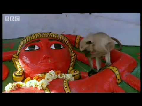 Hindu Monkey God offerings - Monkey Warriors - BBC animals