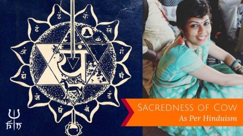 Sacredness of Cow in Hinduism | Hinduism News