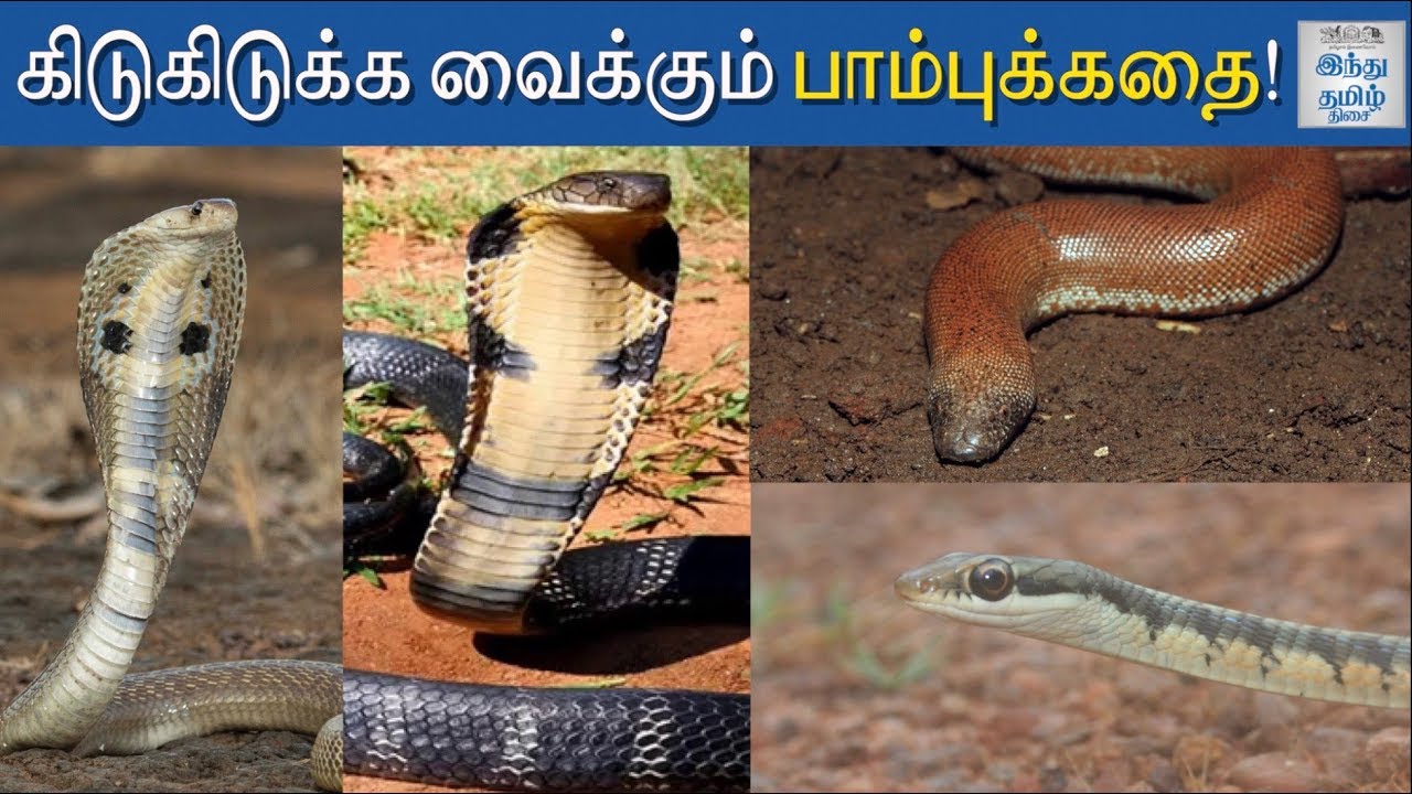 Science Behind Snakes | Indian Snakes | King Cobra | Russell's Viper | Hindu Tamil Thisai