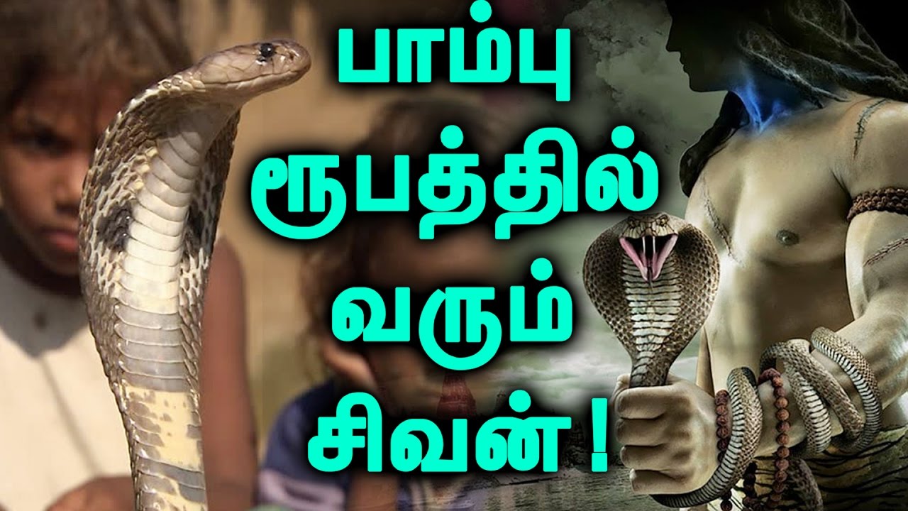 பாம்பு சிவனாக வரும் ஒரு அதிசய கிராமம்! | Lord Shiva Comes As Snake In A Village!