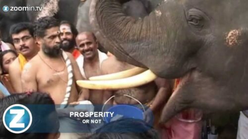 Elephants enjoy feast during Hindu ritual