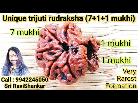 Unique trijuti rudraksha (BRAHMA, VISHNU, SHIVA)