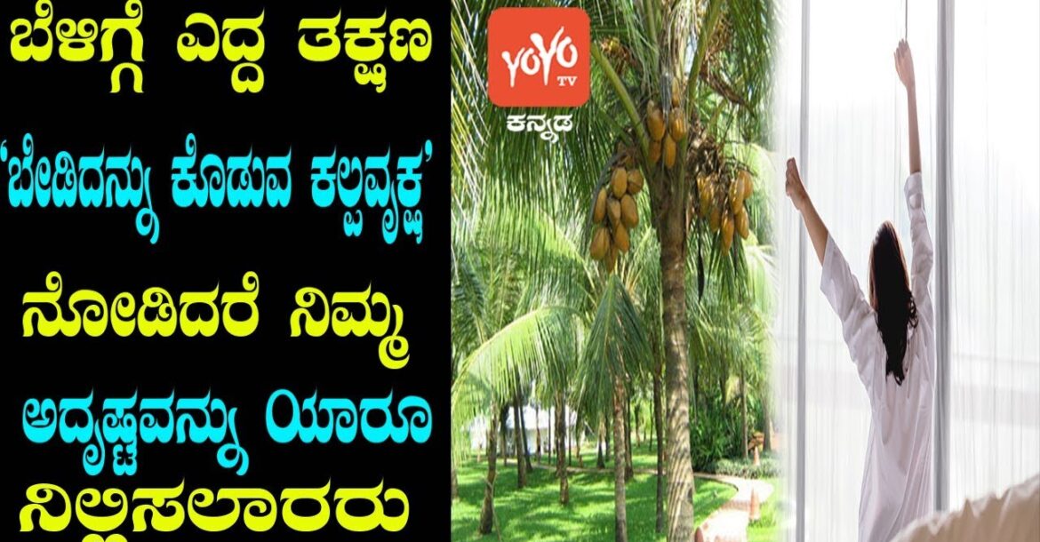 ಬೇಡಿದನ್ನು ಕೊಡುವ ಕಲ್ಪವೃಕ್ಷ  | Importance Of Coconut In Hindu Religion | YOYO Kannada News