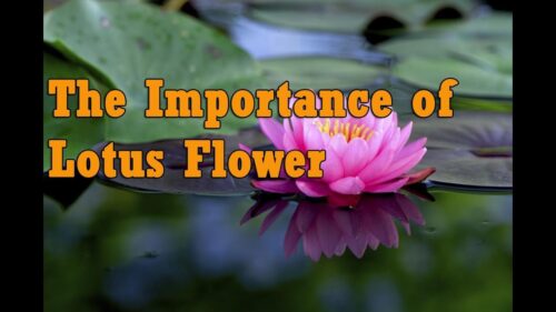 The Significance of the Lotus Flower in Hinduism - www.jothishi.com