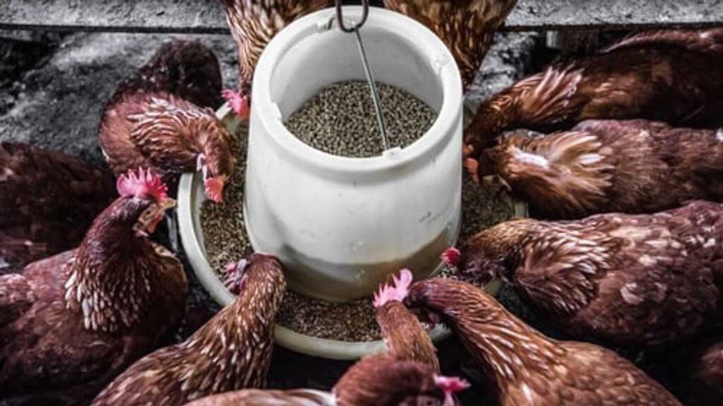 Typically the Realities of Raising Hens 1 chickenfaq