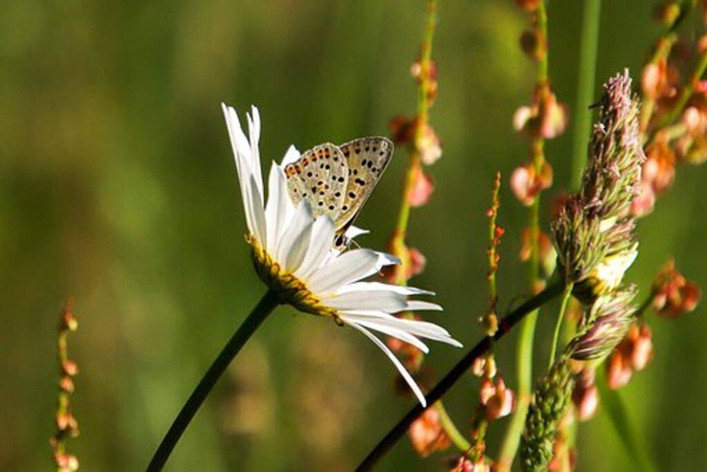 Precisely what is Macrophotography And How Do You Apply it Properly? 1 What Exactly Is Macrophotography