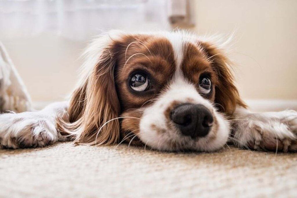 What do you need for a new puppy checklist