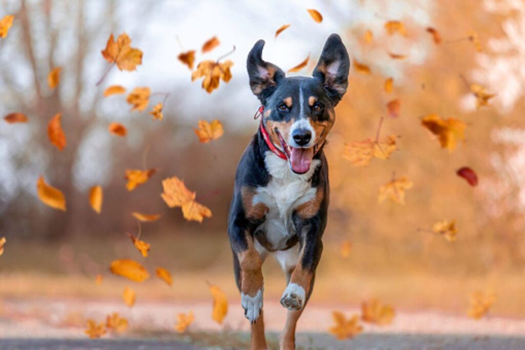 The Top Supplements and Vitamins For Your Dog Your Dog 1 breeds of dogs