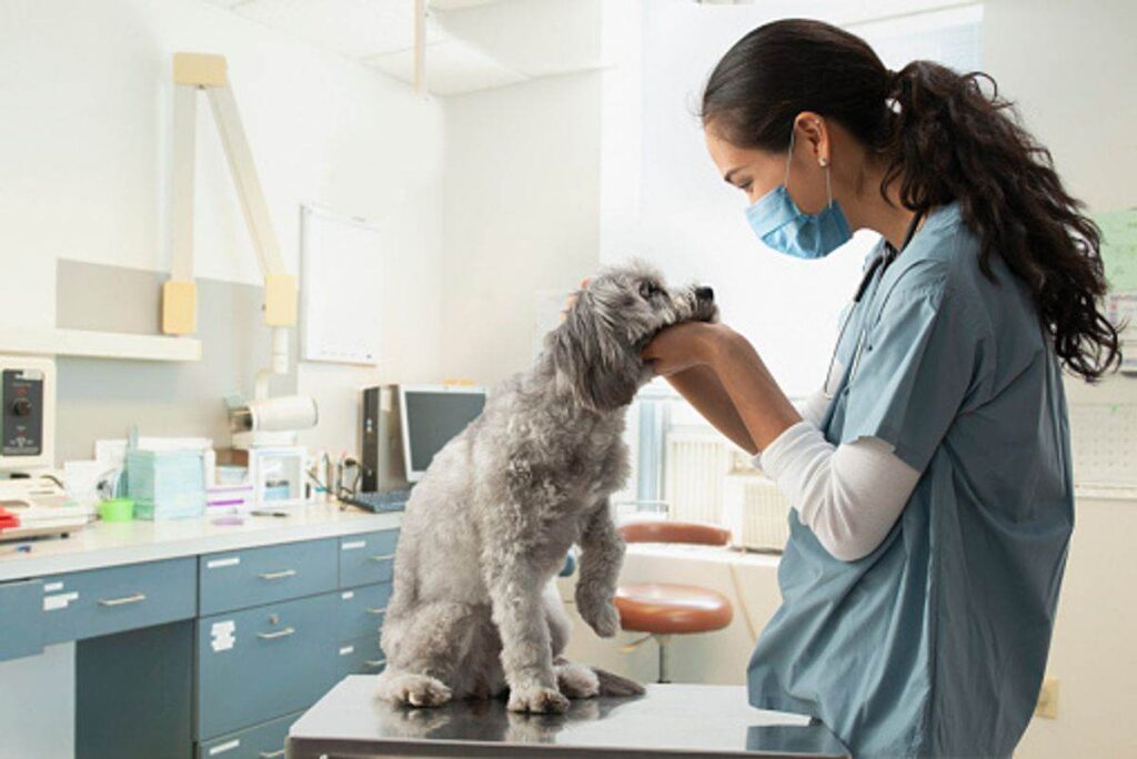 Key Essentials to Remember Before Owning a Pet 1 pet consultation online