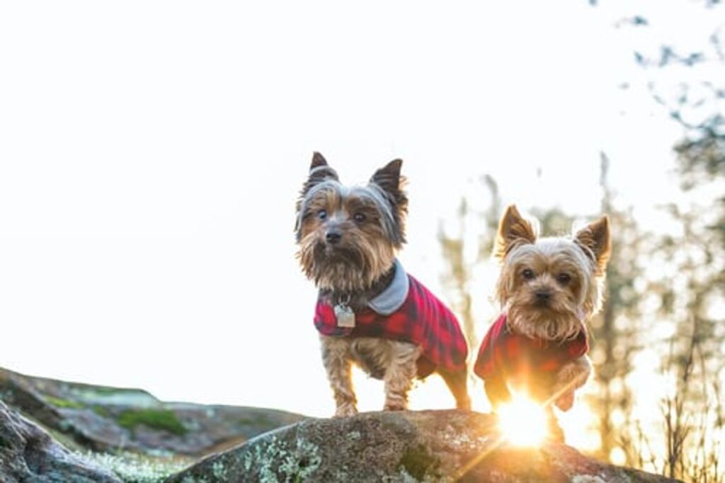 A few Purchasing A Healthy Yorkie Pup 1 yorkie puppies for sale near me