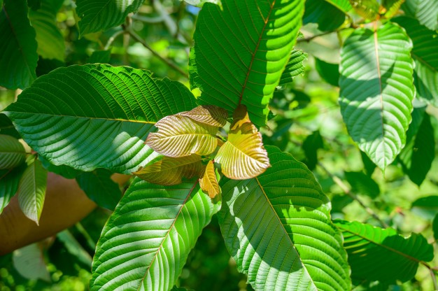 Slo kratom