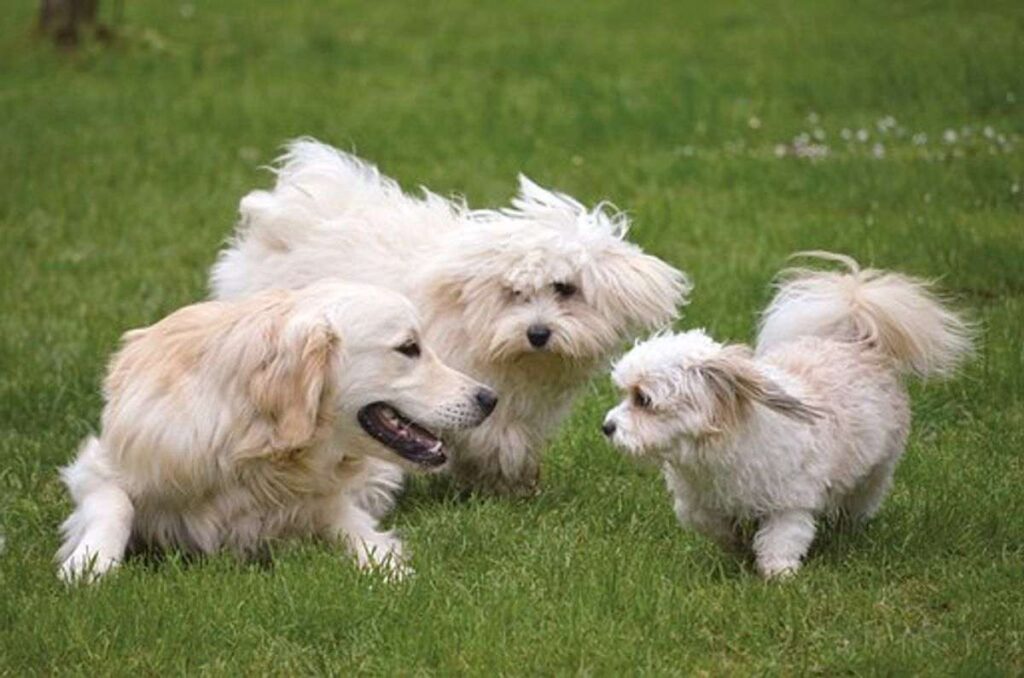 Exactly how Dogs Learn & our Effect - A Dog Teaching Guide For Dog Owners 1 How Dogs Learn