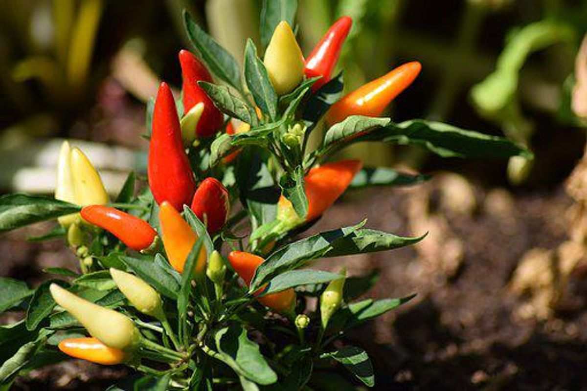 How to Grow Chilli Peppers