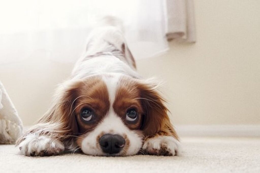 Effective dog training Tips - How to Coach a Puppy - the particular 10 Most Important Principles 1 How to Train a Puppy
