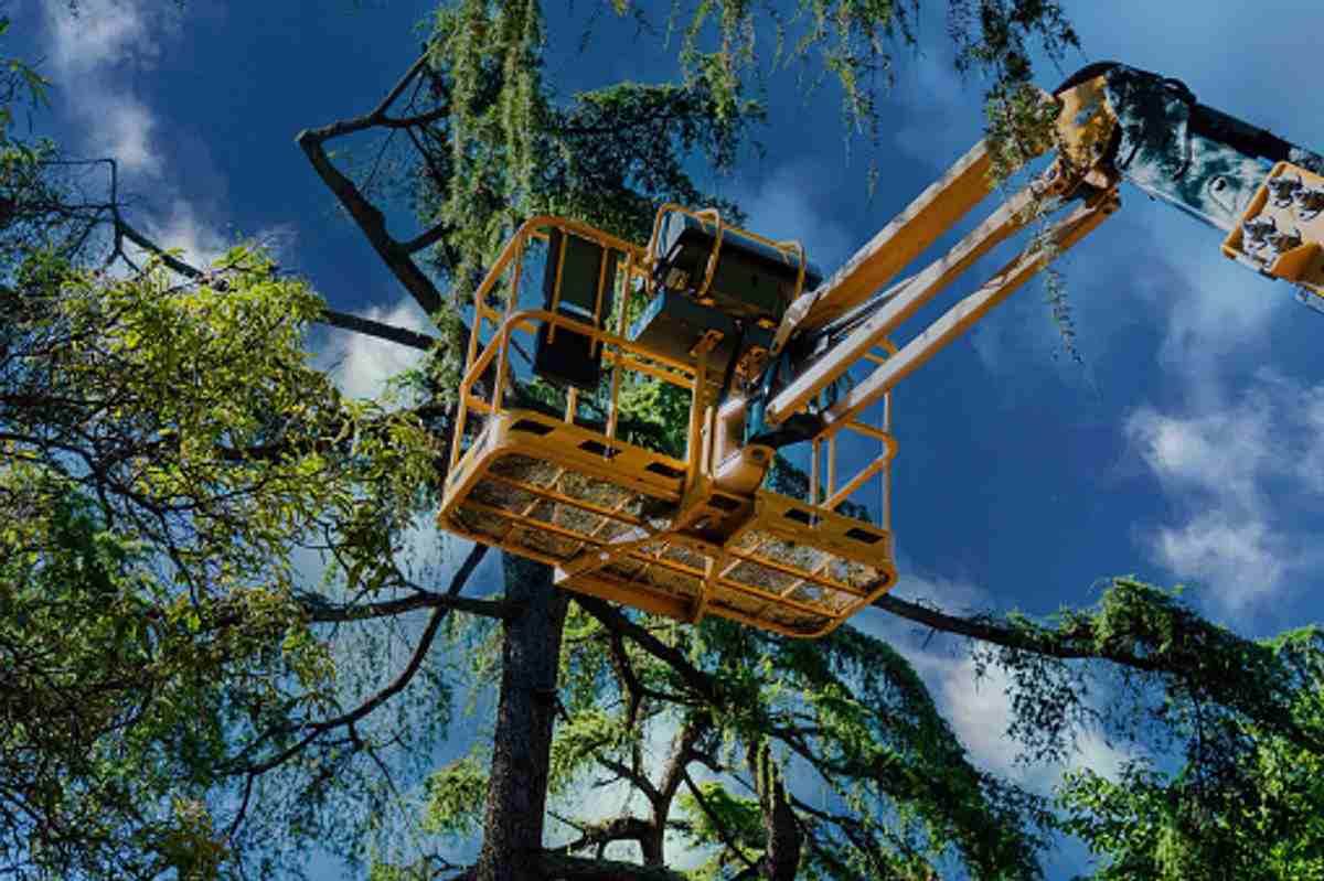 Newnan tree removal services