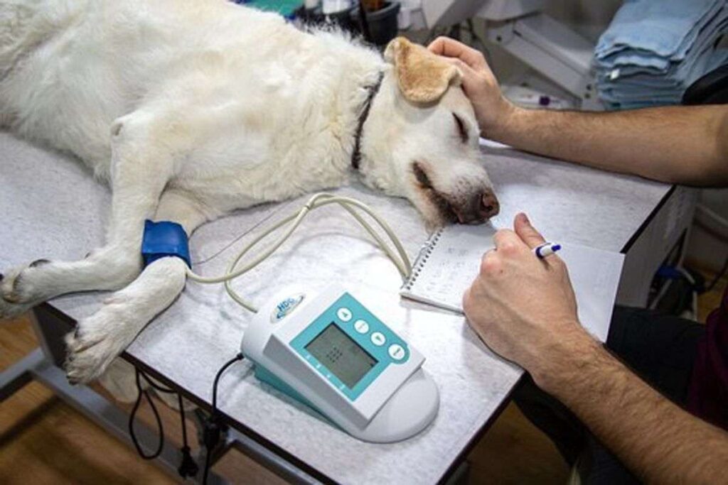 College thinks Groomer Should Look for While Health Checking a Dog 1 Health Checking a Dog