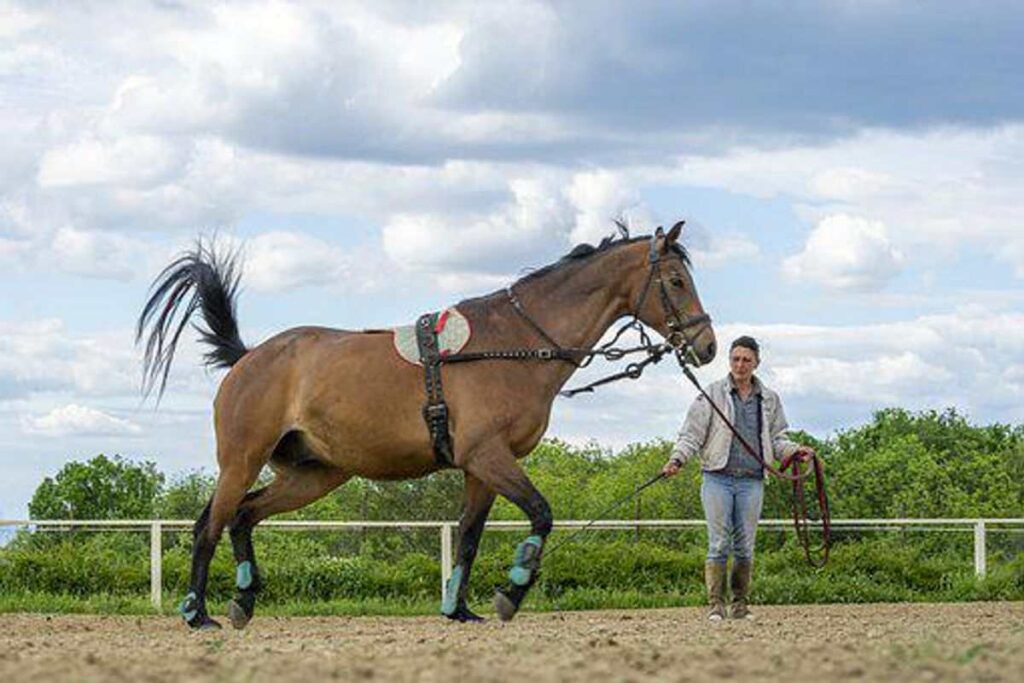 Horse Training