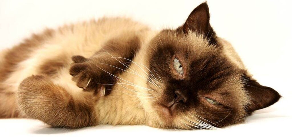 5 Best cat breeds to live in apartments 1 5 Best cat breeds to live in apartments