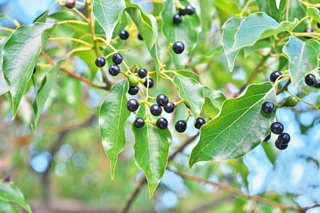 Camphor's Health Benefits and Some Bad Effects 1 Pure camphor