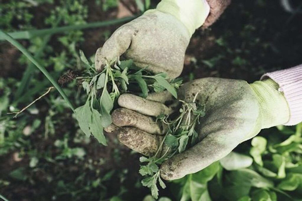 Several Gardening Tips For You 1 nursery garden