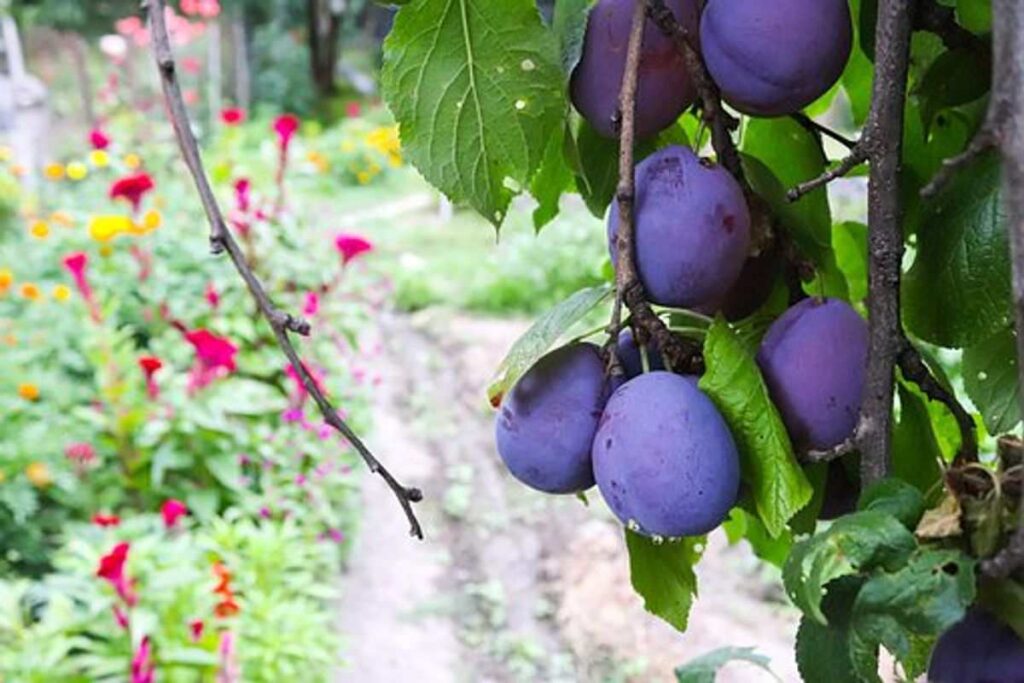 How to Maximize Space in a Small Garden 1 prune