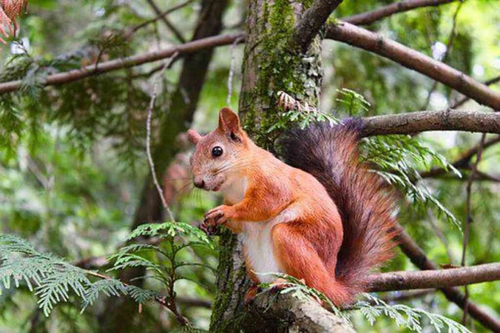 Tips on how to Take Care of a Baby Squirrel 1 How To Take Care of a Baby Squirrel