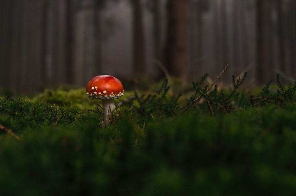 Tips on how to Plant Mushrooms - Increase your Own Oyster Mushrooms Inside 1 Buy chocolate products online