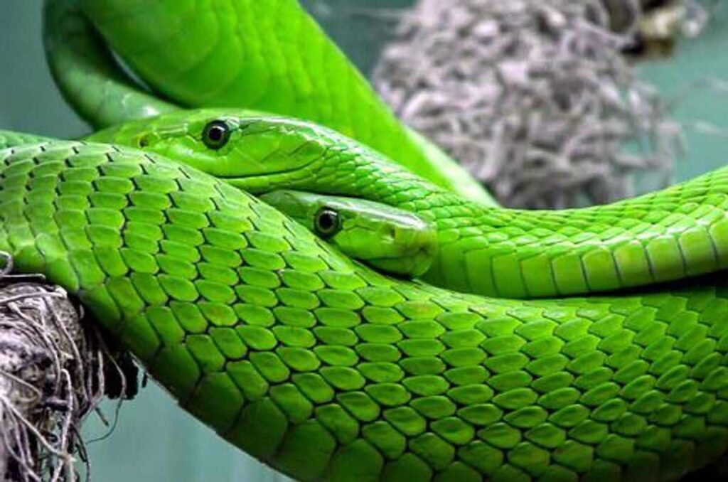 Advantages of Snake Venom 1 Snake Venom for Sale Online