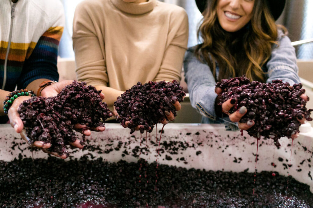 Elderberry Tea Benefits You Should Not Miss Out On! 5 elderberry gummies