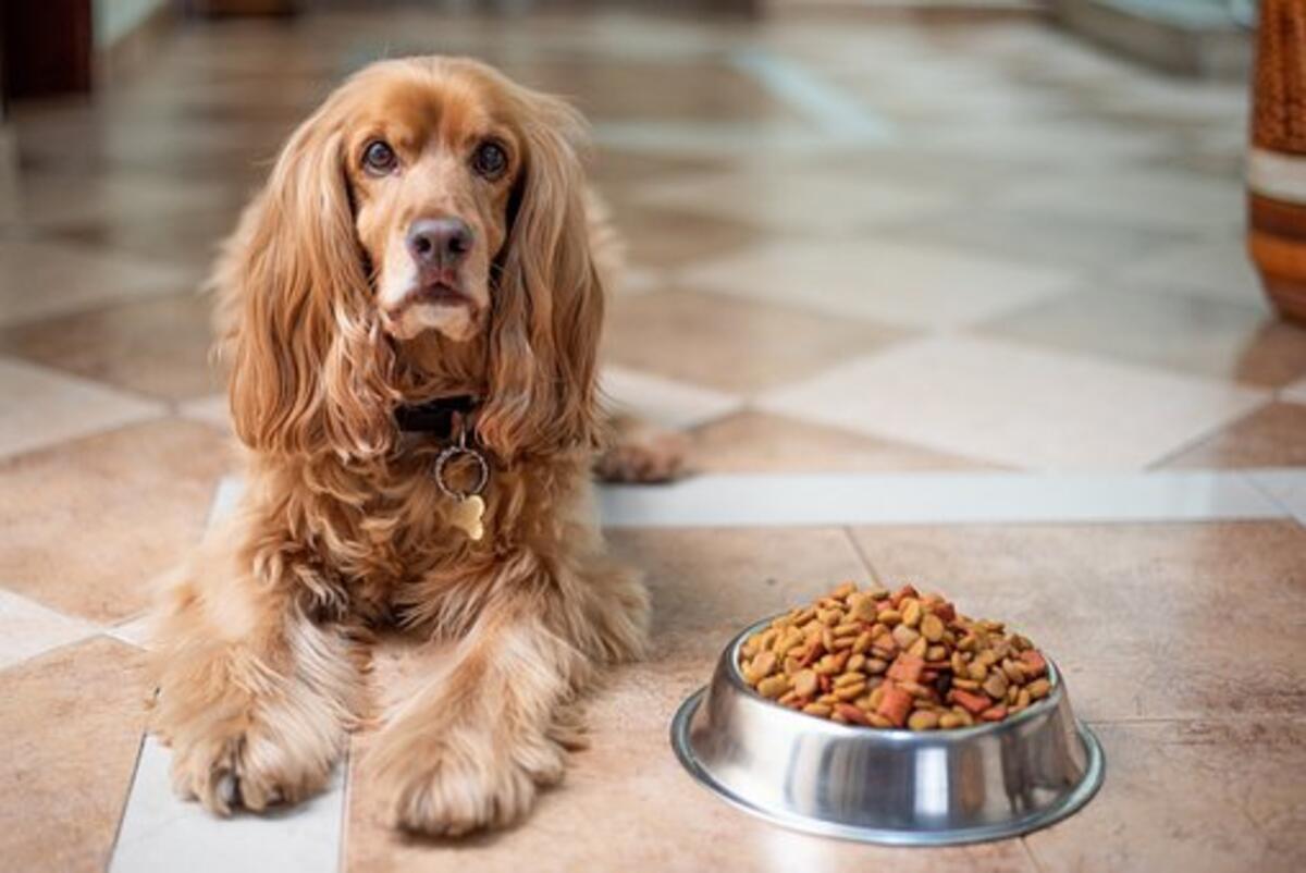 How To Choose The Right Pet Food