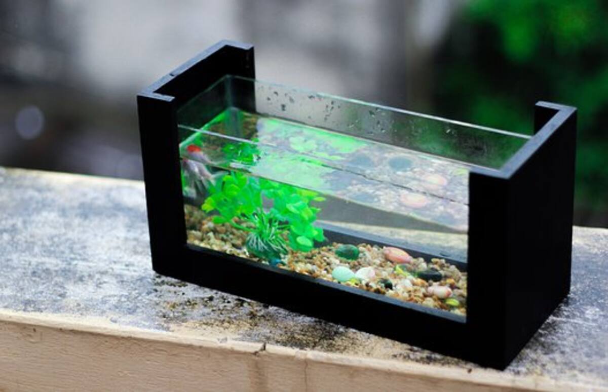 How to Keep Your Aquarium Clean
