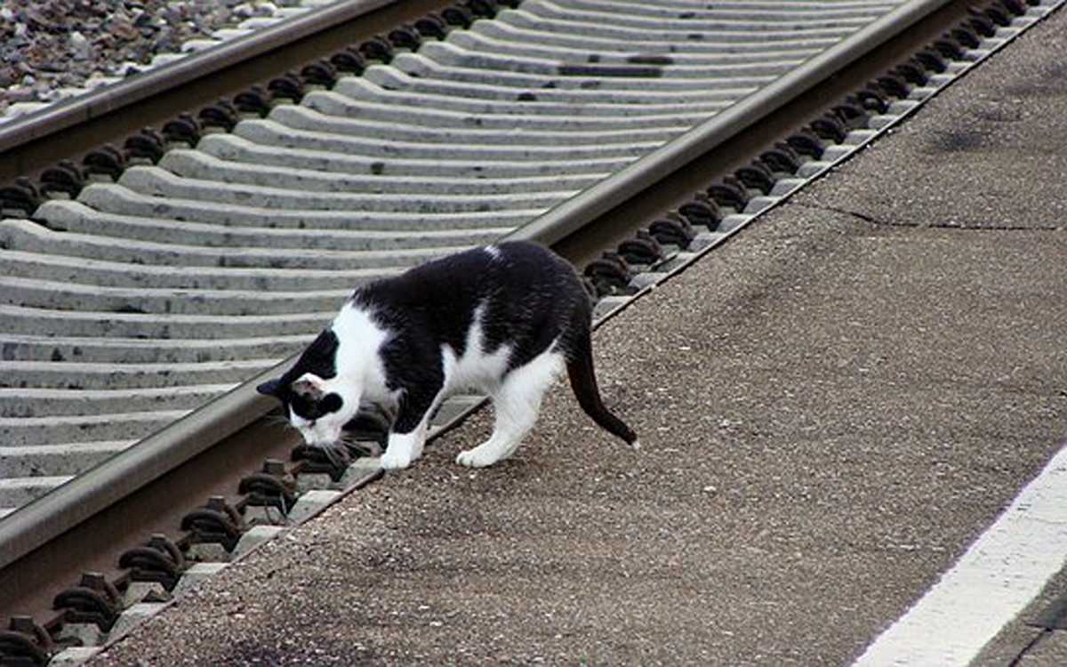 How to Litter Train Cats