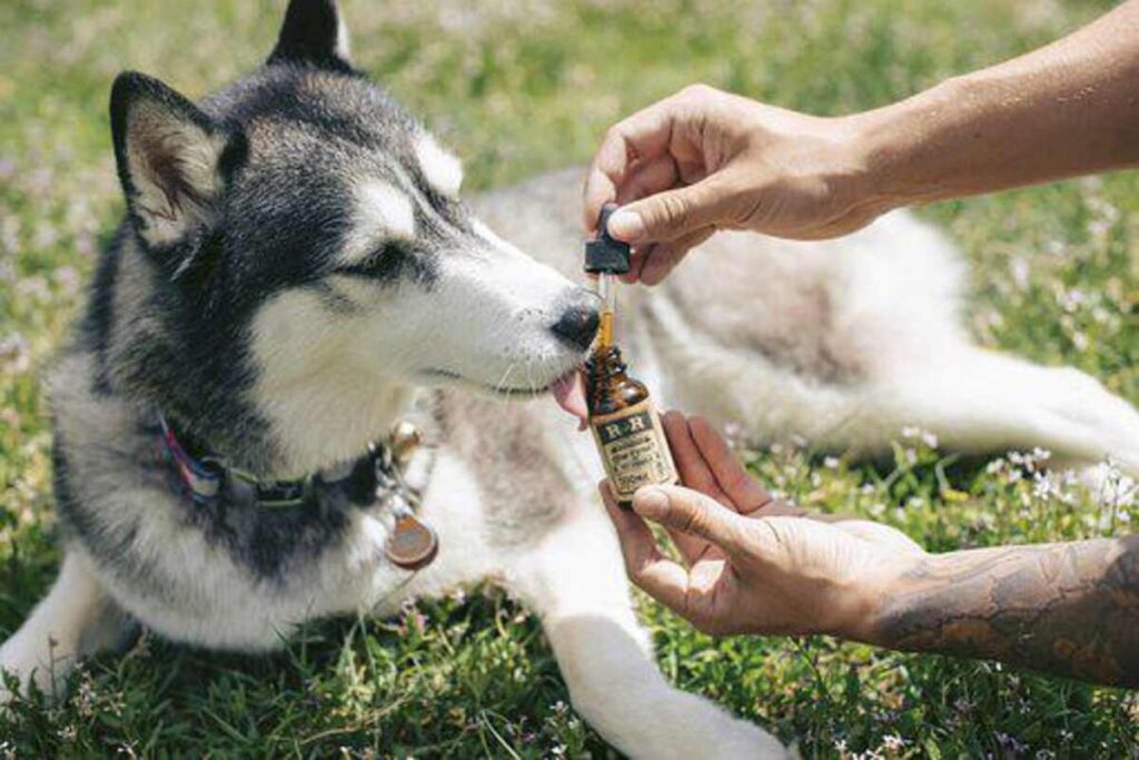 Pet CBD is Growing in Popularity, But is it Safe? 1 Pet CBD