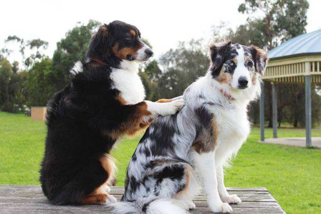 Pet Wellness