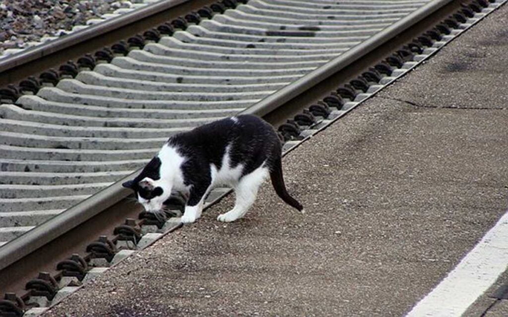 The best way to Train a Cat to Use a Itching Post: Useful Tips 1 How to Train a Cat