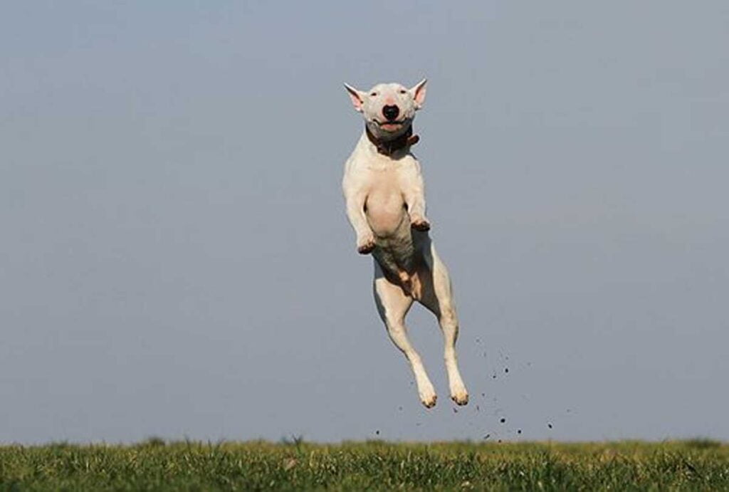 Canine Obedience Training - How you can Stop your Dog from Harmful Chewing 1 Dog Obedience Training
