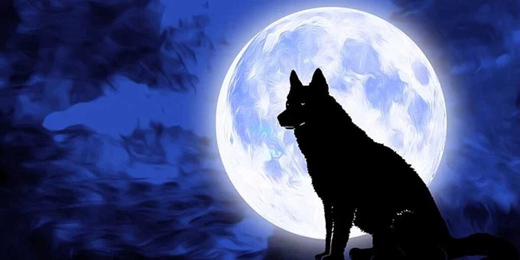 Steps to make Your Dog a Star 1 How To Make Your Dog a Star