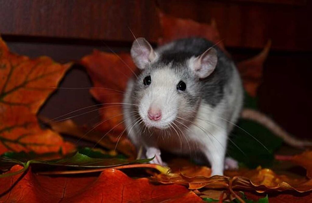 Tips on how to Train Your Pet Rat 1 How to Train Your Pet Rat