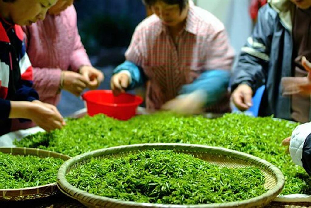 How can Green Tea Work to Speed up Metabolism and Burn Fat? 1 How Does Green Tea Work