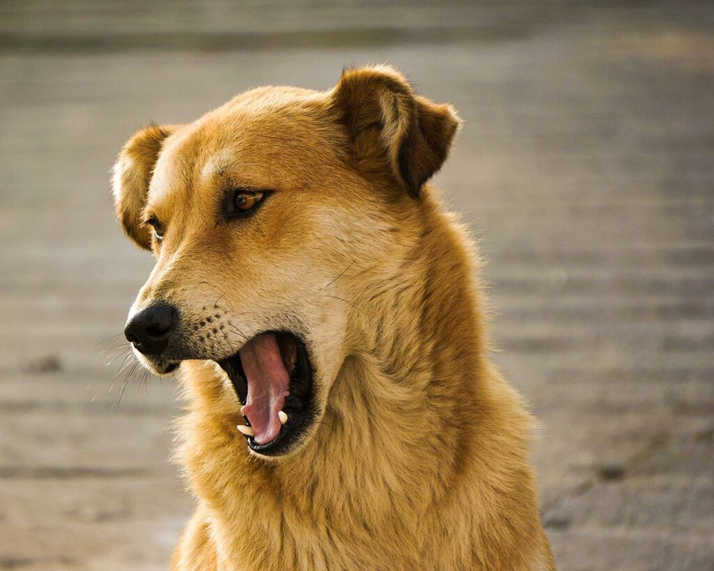 Intense Bad Dog Behavior instructions Advice on How to Control That 1 Aggressive Bad Dog Behavior