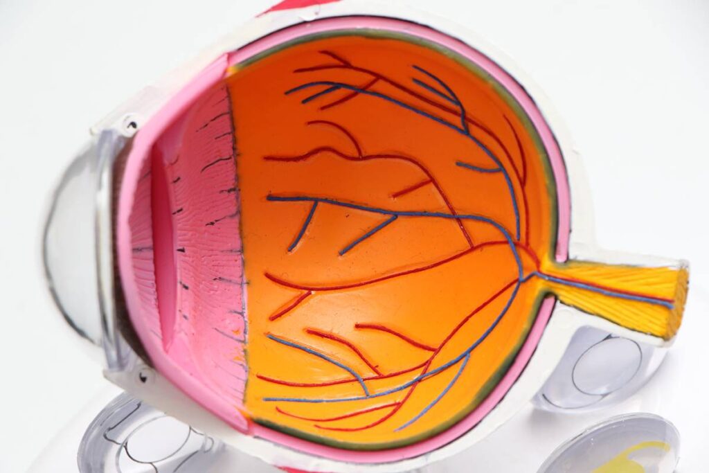 The body structure of the Human Eye - What sort of Human Eye Works 1 Anatomy of the Human Eye