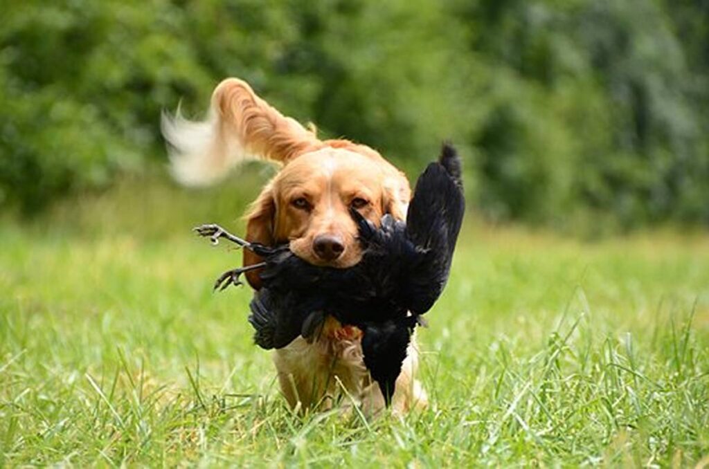 Bird Dog Training